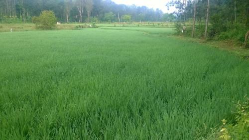 Villa Rai Cottage @ Coorg ,suntikoppa
