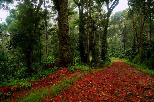 Hotel Old Kent Estates & Spa, Coorg