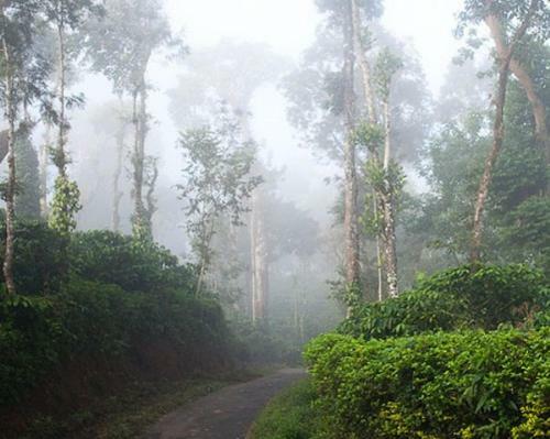 Sanjose Holiday Home Resort,virajpet