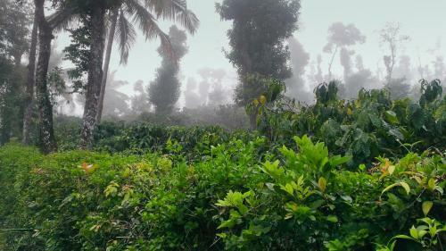 Sanjose Holiday Home Resort,virajpet