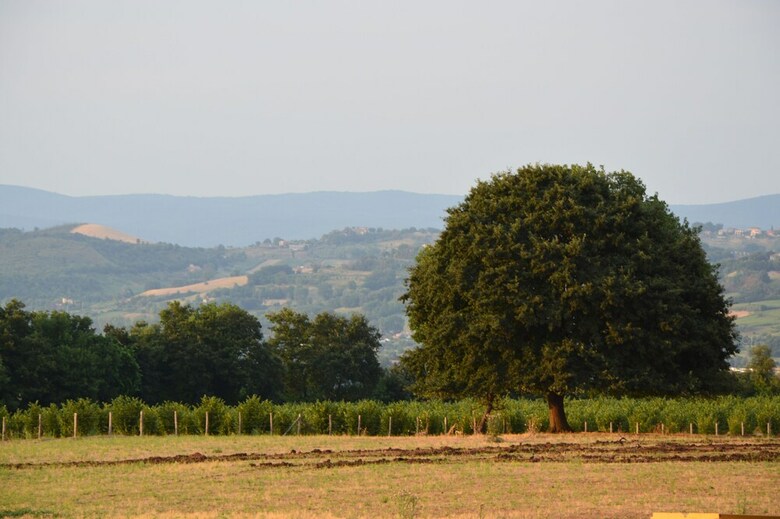 Agroturismo Fattoria Lucciano