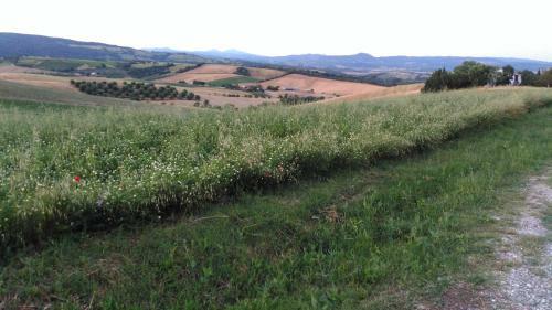 Agroturismo Agriturismo Uliveto Gretacci