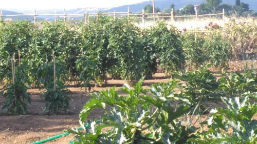 Agroturismo Agriturismo Uliveto Gretacci