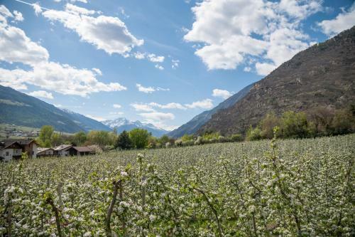 Bed & Breakfast Garni Schmiedhof