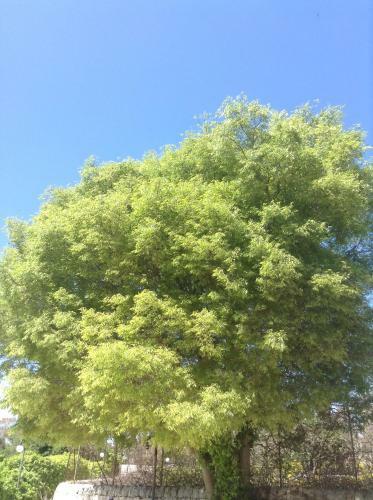 Apartamento Al Grande Albero Ospitalit� Sicula