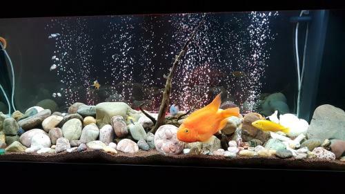 Bed & Breakfast Romantic Dreams Guest House