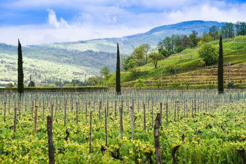 Hotel Venica & Venica Wine Resort