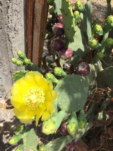 Sicily Sea Vacation