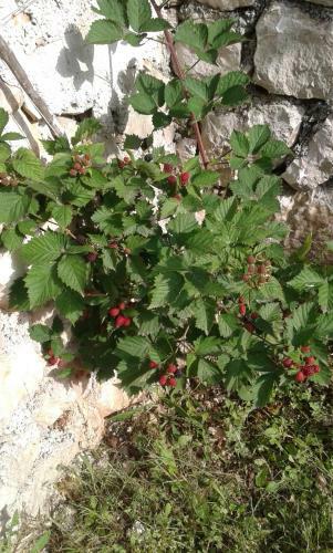 Agroturismo Seosko Doma?instvo Radmila