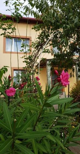 Hostal Pensiunea Dana