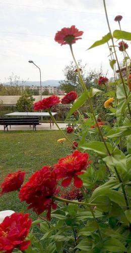 Hostal Pensiunea Dana