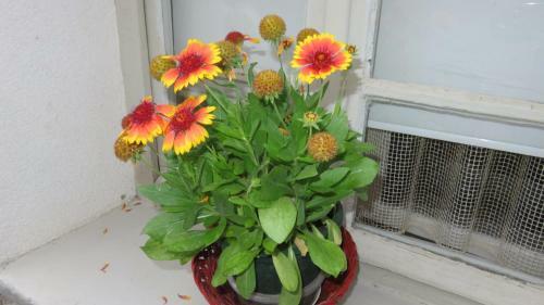 Apartamentos Guest House Pavlovic