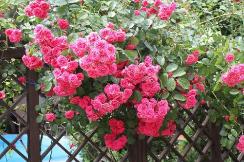 Hostal Guest House Sosnovaya Dacha