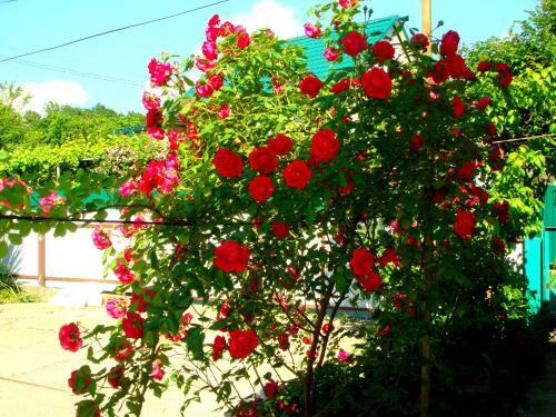 Hostal Felichita Guest House