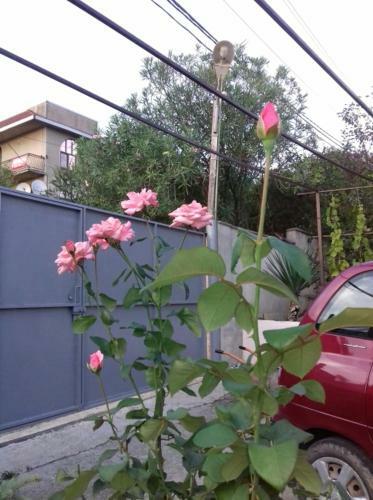 Hostal Zelenaya Gorka Guest House