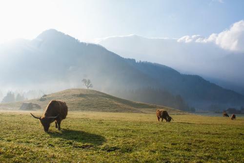 Albergue Cvet Gora - Camping, Glamping And Accomodations