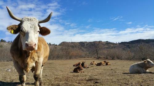 Agroturismo Tourist Farm Pri Andrejevih