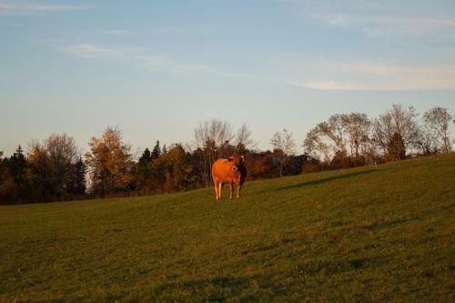Bed & Breakfast Le Cerneux-au-maire