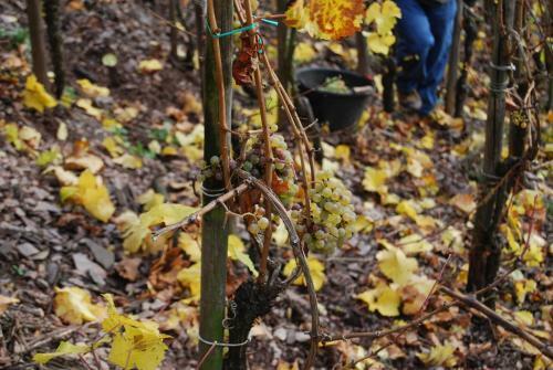 Apartamento Weingut Schumacher