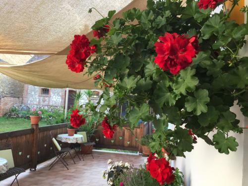 Hostal Levendula Porta �s Pajtasz�nh�z