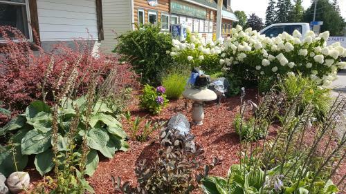 Motel Bear Cove Inn