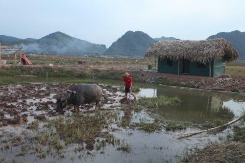 Phong Nha Tarzan's Homestay