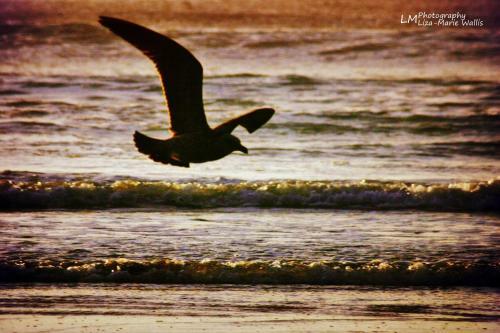 Apartamento Sandpiper Cottages