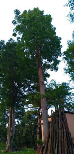 Amrita Green Retreat