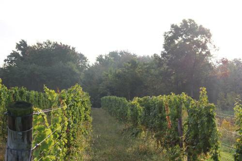 Lodge Vineyard Woods