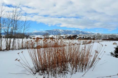 Aspen-grove
