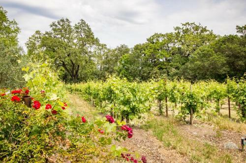 Alexander Valley Estate In The Vineyards Home