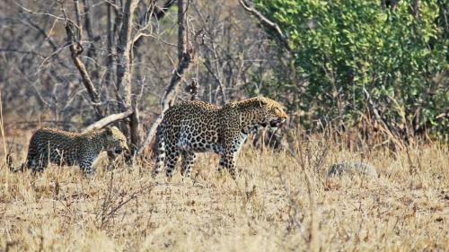African Rest Lodge