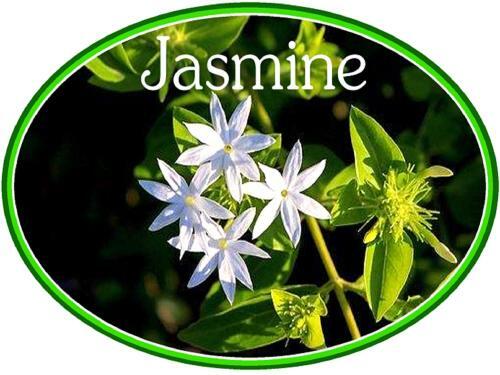 Hostal Jasmine Cottage