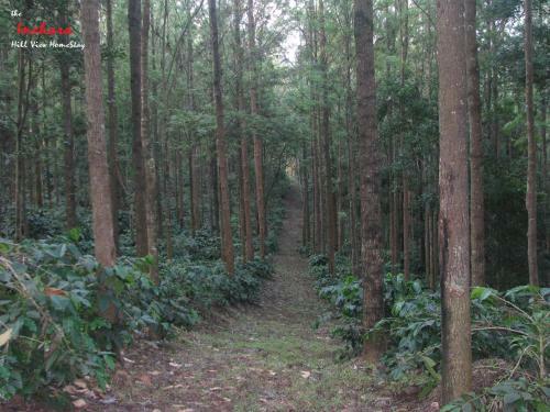 The Inchara Hill View Homestay