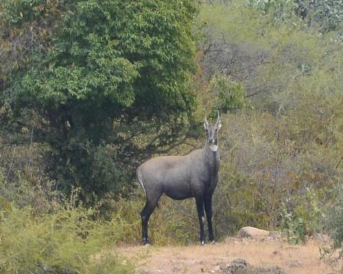 Agroturismo Shikar Oudi Jungle Villa