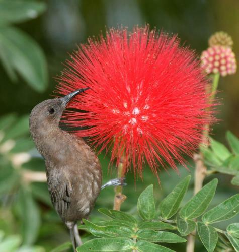 Daintree Village Bed And Breakfast