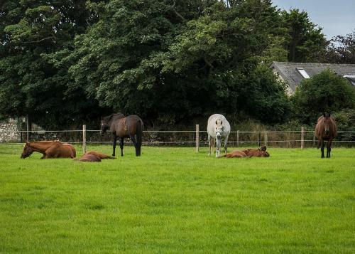 Agroturismo Mill Road Farm Cottages