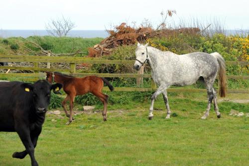 Agroturismo Mill Road Farm Cottages