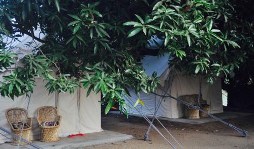 Tutti Hampi Tents & Cafe