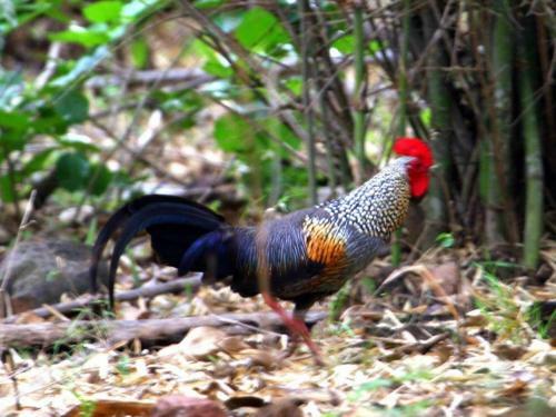 Jadkal Estate And Homestay