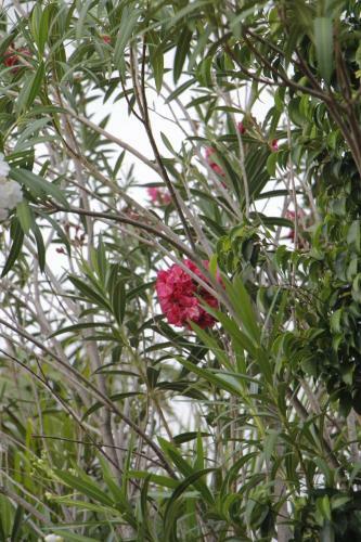 Agroturismo West Vally Farm Villa