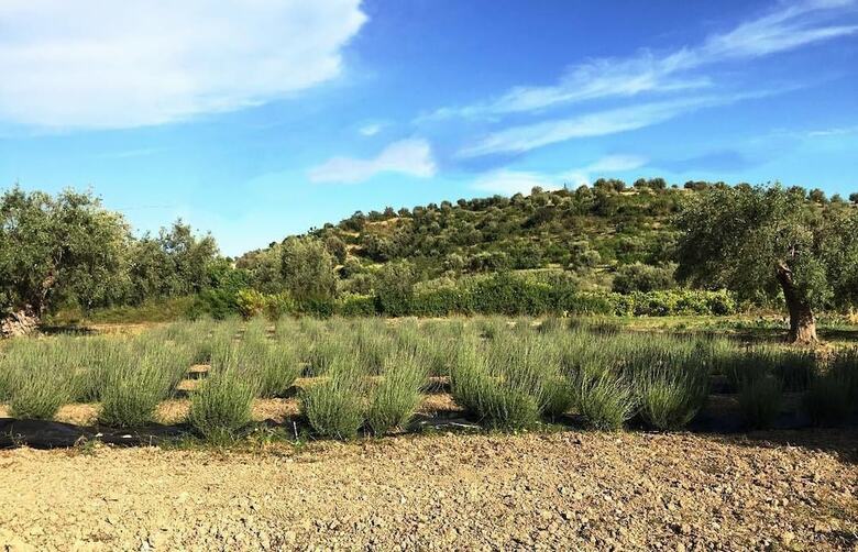 Lodge Iuta Glamping & Farm