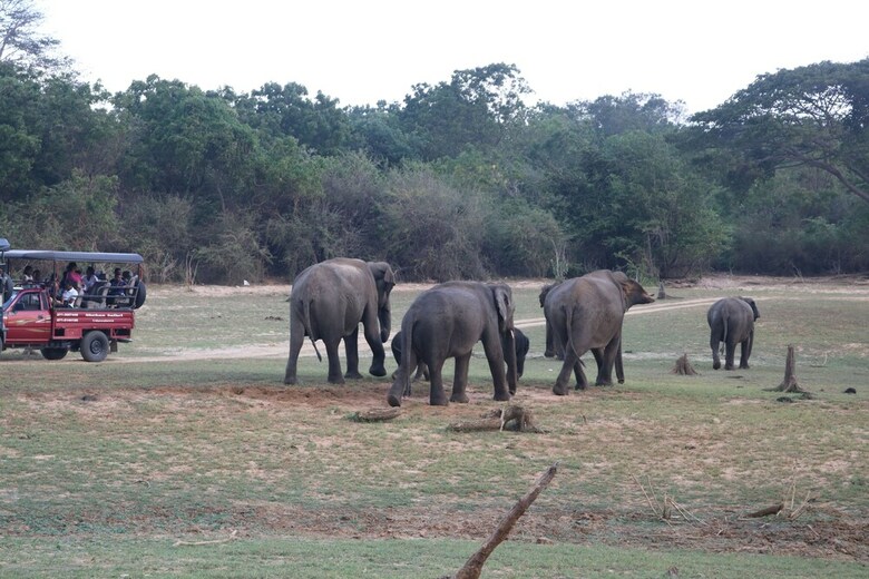 Dev's Campground - Tented Safari