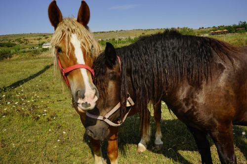 Agroturismo Pensiunea Cheile Apusenilor