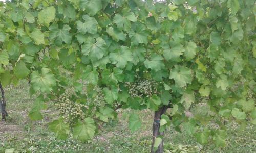 Apartamento The House In The Vineyards