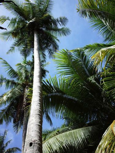 Mini Mekong Homestay In Ben Tre