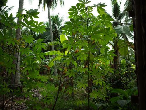 Mini Mekong Homestay In Ben Tre