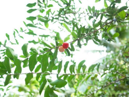Mini Mekong Homestay In Ben Tre