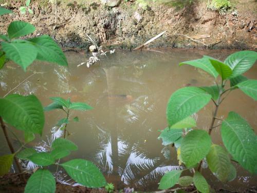 Mini Mekong Homestay In Ben Tre