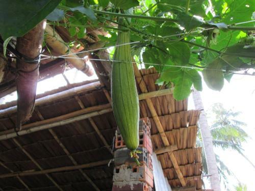 Mini Mekong Homestay In Ben Tre